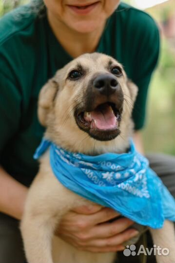 Малютка щенок совсем один