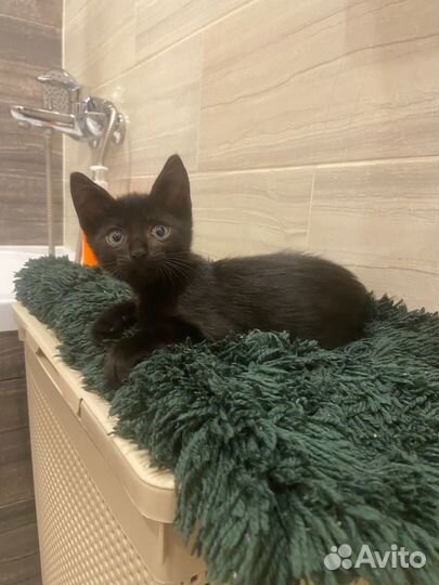 Передержка кошек