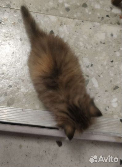 Котята пушистые