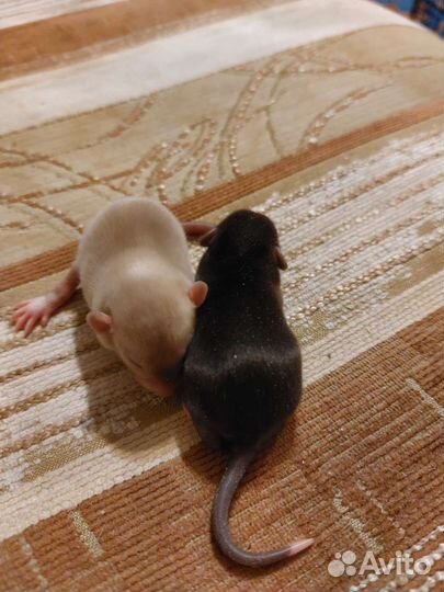 Крысята дамбо