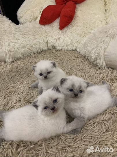 Шотландские котята
