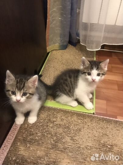 Милые котята 2 месяца к лотку приучены кушают