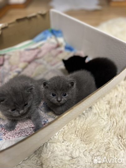 Британская