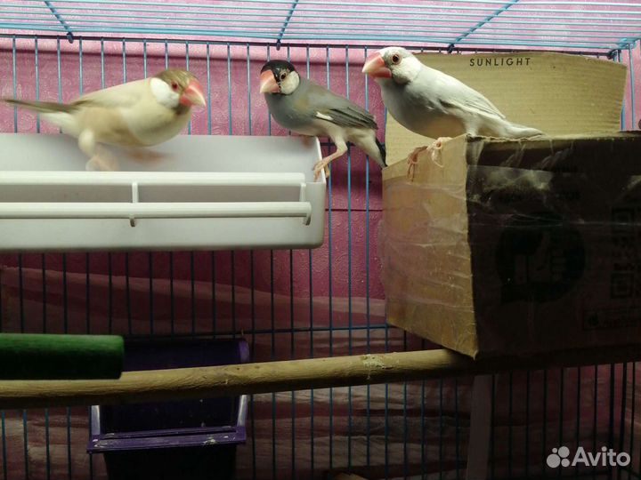 Рисовая амадина