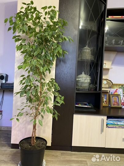 Фикус бенджамина