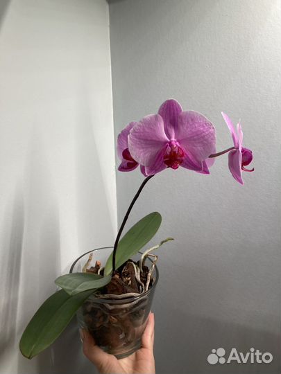 Орхидея фаленопсис