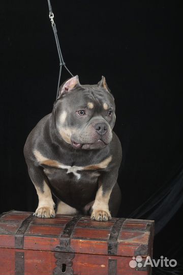 Американский булли вязка