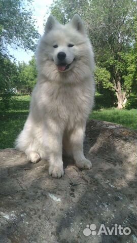 Самоед, кобель для вязки