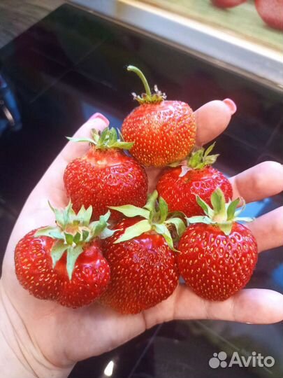 Усы Виктория Фестивальная и Машенька