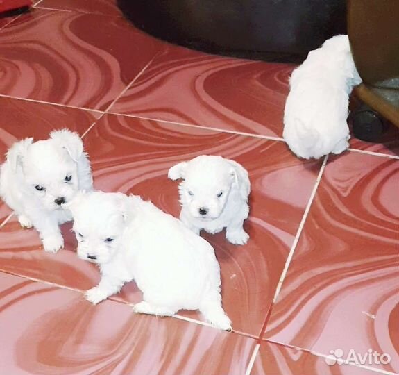 Мальтезики