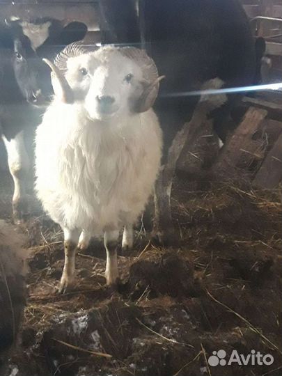 Бараны овцы ягнята