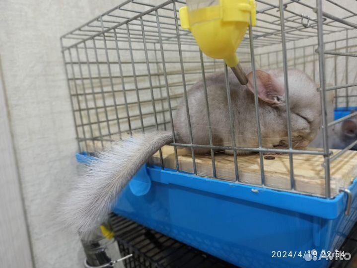 Шиншиллка ангора