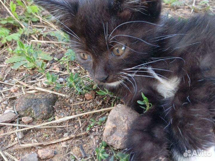 Кошка котенок черная, мальчик