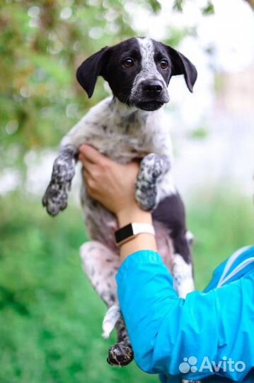 Проживает жизнь в клетке