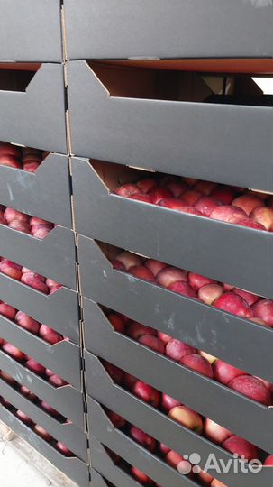 Яблоки оптом