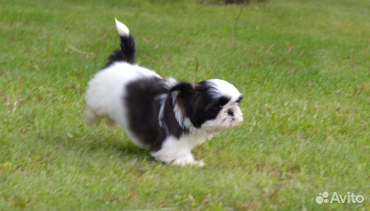 Щенки ши-тцу