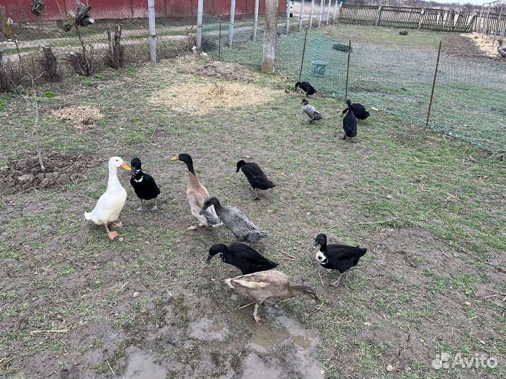 Утки индийский бегунок