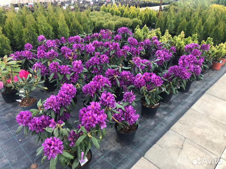 Рододендрон