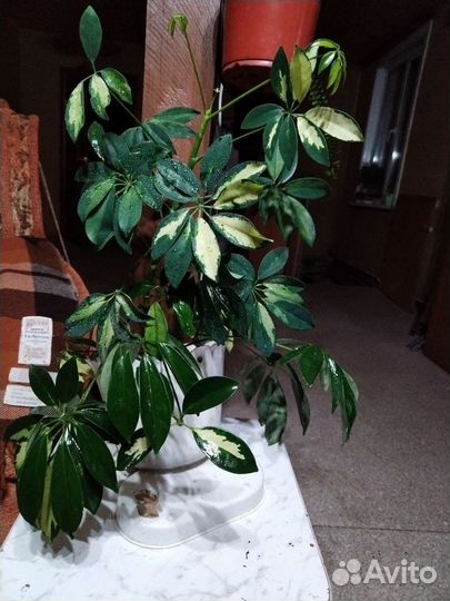 Шефлера вариегатная