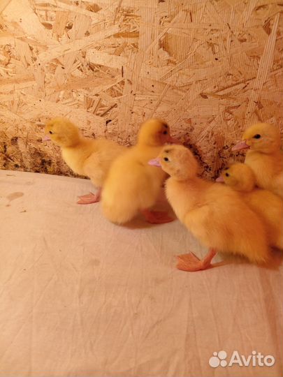 Утята мускусной утки тяжолой линии