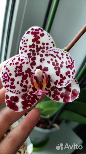 Орхидея редкая