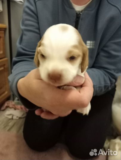 Собака