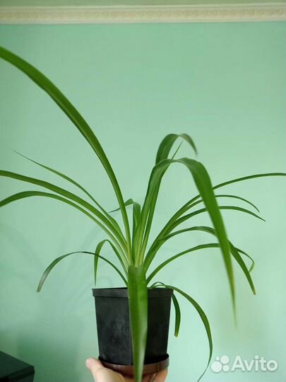 Зигокактус Мирт Чабрец Хлорофитум