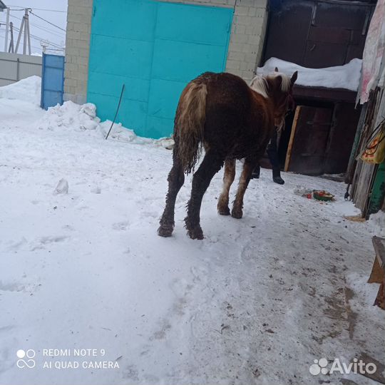 Русский тяжеловоз