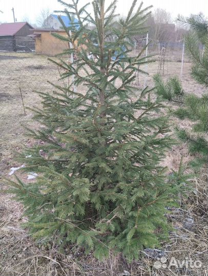 Саженцы хвойных растений для ландшафта