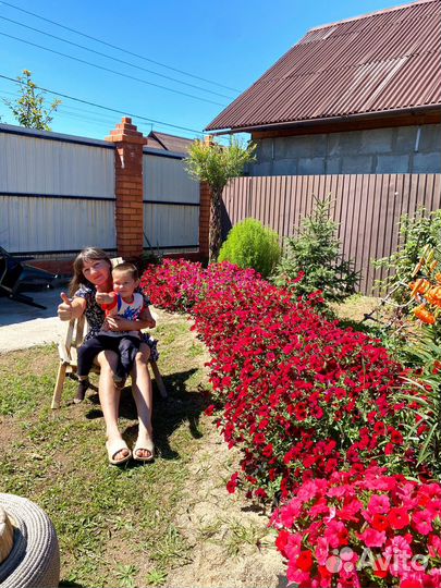 Петуния тайдал ред велюр