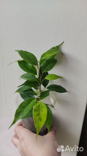 Фикусы Бенджамина укорененные