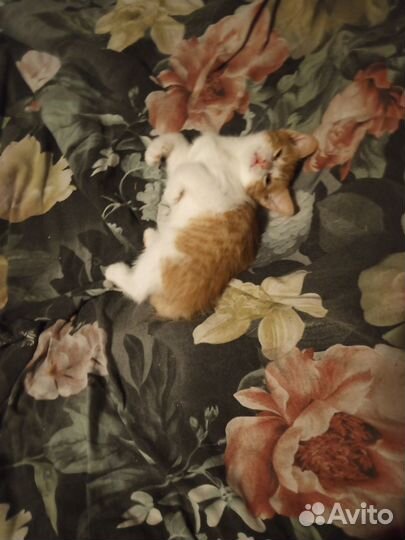 Кошка в дар бесплатно