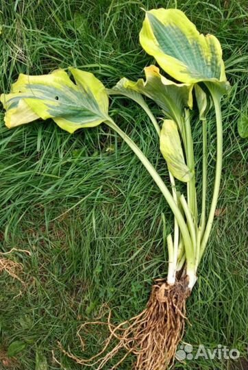 Хоста Second Coming, War Paint и др