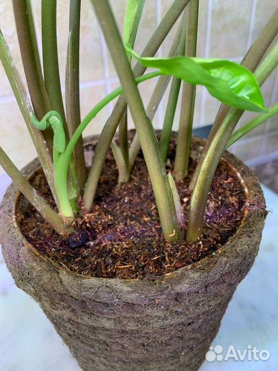 Сингониум Freckles (5 кустиков) 40см