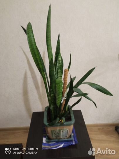 Цветок (Сансевиерия) в горшке