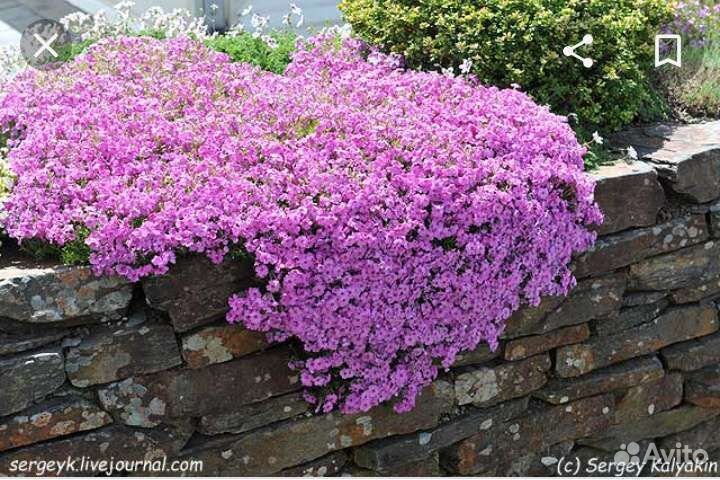 Флокс шиловидный, ромашки