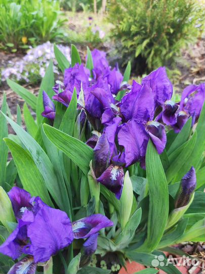 Ирисы карликовые