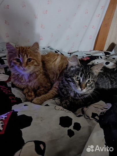 Котята в добрые руки даром