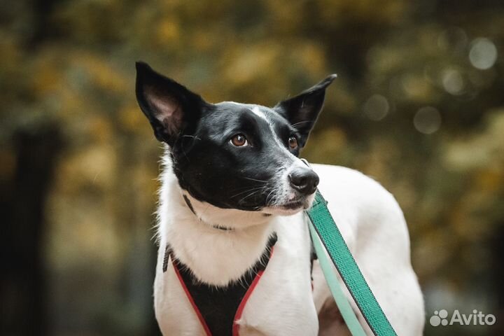 Скромная собака ждет в приюте