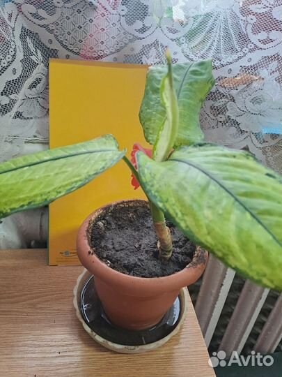 Диффенбахия