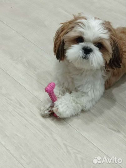 Ши-тцу вязка