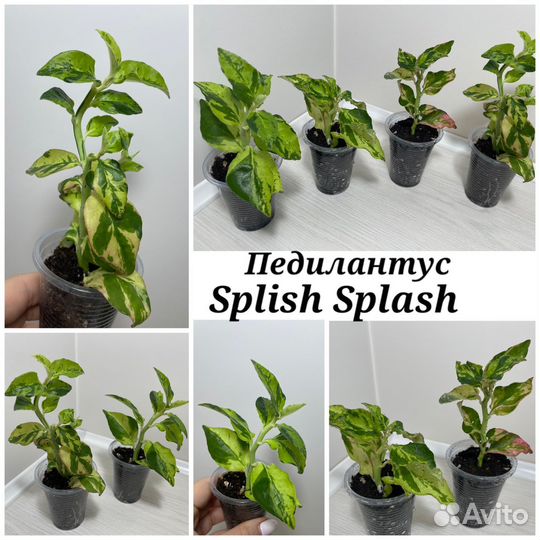 Педилантусы сортовые