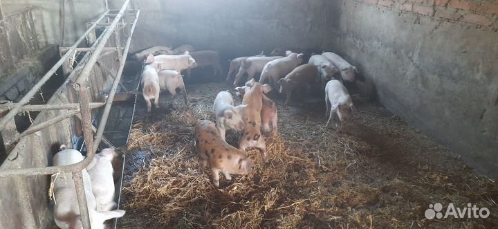 Поросята ландрас дюрок