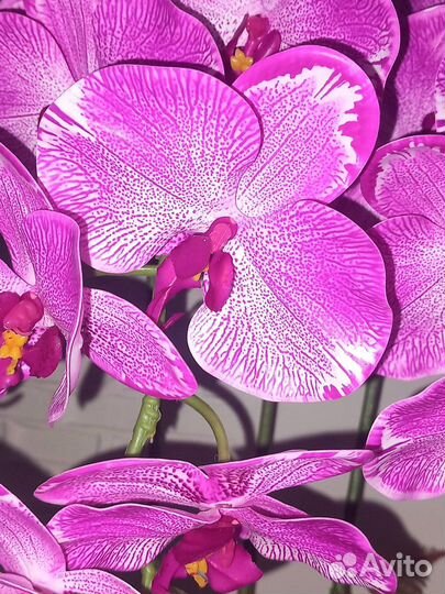 Орхидея дендробиум