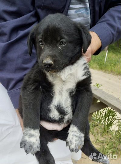 Щенок в добрые руки