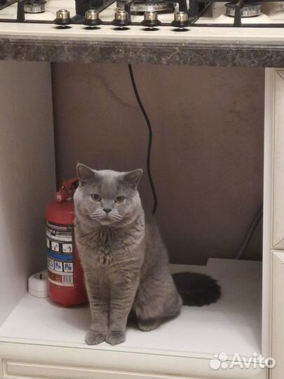 Вязка, британский кот