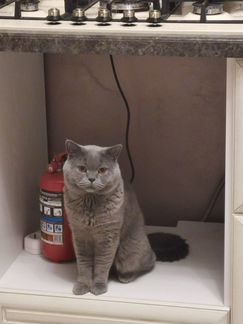 Вязка, британский кот