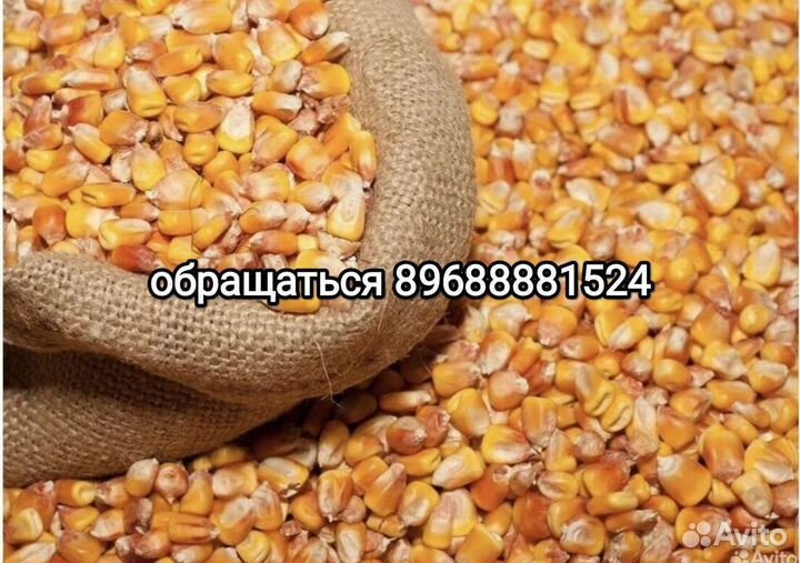 Продам кукурузу