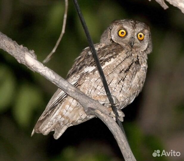 Птицы певчие