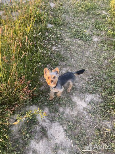 Йорк ищет невесту